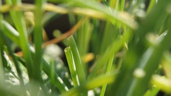 La plante consommable
