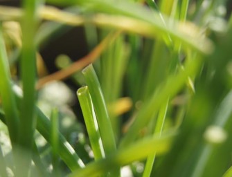La plante consommable