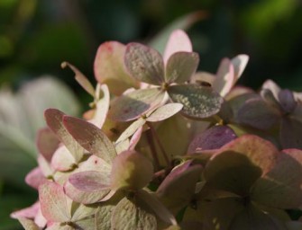 La plante du futur ?