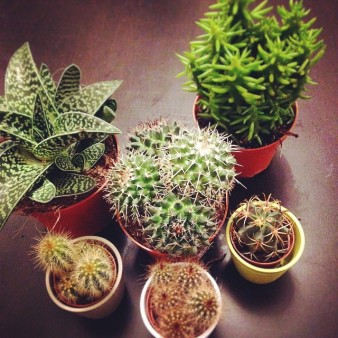(femme, 22ans) je met toutes mes plantes dans le salon