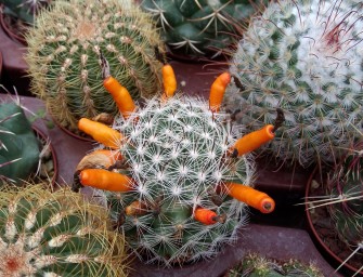 8è Fête des plantes d&rsquo;Automne – Parc de Schoppenwhir