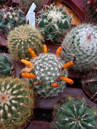 8è Fête des plantes d&rsquo;Automne – Parc de Schoppenwhir