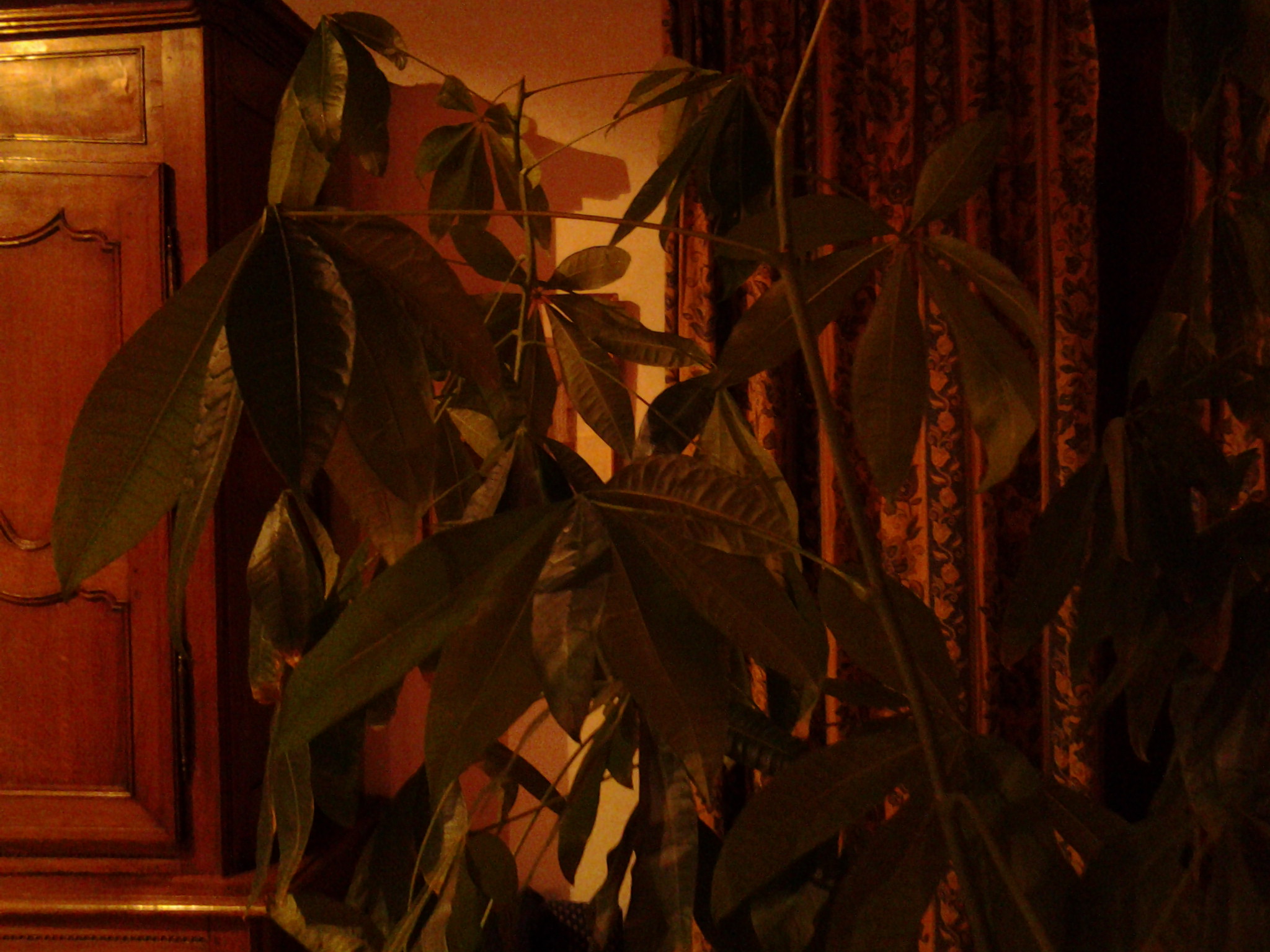 Grande plante de 1.80 m posée près de la fenêtre côté ouest. Elle permet de cacher un peu la vue. Très décorative