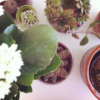 Jeune femme, 22 ans. Mes plantes habillent mon studio un peu partout, j'en ai à peu près une dizaine.