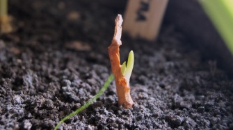 Les plantes du projet