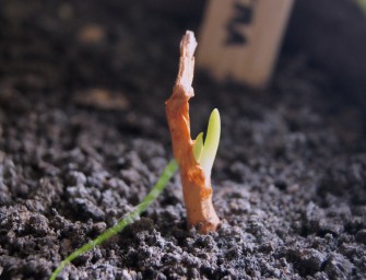 Les plantes du projet