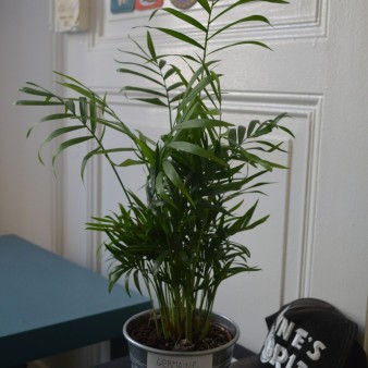 21 ans, femme. Germaine se situe dans ma chambre, près de la fenêtre et de mon lit, sur une table basse.