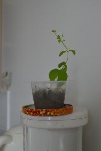 (femme 21 ans) il s'agit d'un plant de menthe que j'essaye de faire pousser, il est dans la cuisine au dessus de la cafetière car je n'ai pas beaucoup de place