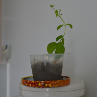 (femme 21 ans) il s'agit d'un plant de menthe que j'essaye de faire pousser, il est dans la cuisine au dessus de la cafetière car je n'ai pas beaucoup de place