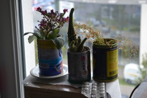(femme 21 ans) j'habite en appartement à Strasbourg, je n'ai pas la moindre idée de ce que c'est mais ça égaye ma pièce, ils sont posé dans la pièce à vivre