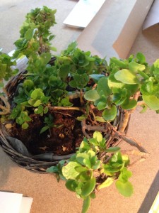 Plante de bureau