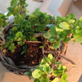 Plante de bureau