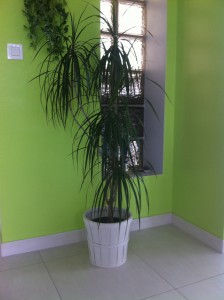 Plante placée dans l'entrée. Ma seule plante d'intérieur présentable! Femme, 42 ans