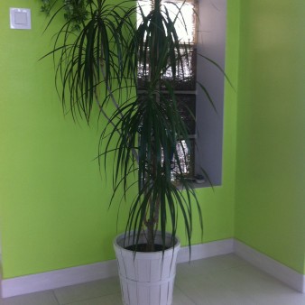 Plante placée dans l'entrée. Ma seule plante d'intérieur présentable! Femme, 42 ans