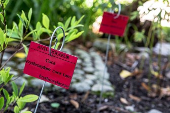 De la plante au médicament