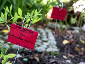 De la plante au médicament
