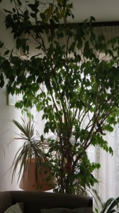 Ficus benjamina ou Figuier pleureur : le "petit" a grandi et nous coupons des branches chaque année
