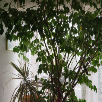 Ficus benjamina ou Figuier pleureur : le "petit" a grandi et nous coupons des branches chaque année