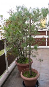 Deux petits arbres dont un pin des Vosges