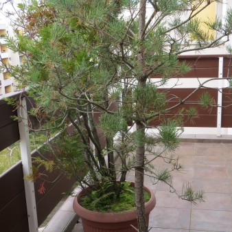 Deux petits arbres dont un pin des Vosges