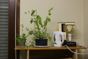 Homme, 22ans, J'ai un plan de menthe qui ne tient pas droit... J'essaie de la maintenir avec des piquets !