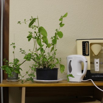 Homme, 22ans, J'ai un plan de menthe qui ne tient pas droit... J'essaie de la maintenir avec des piquets !