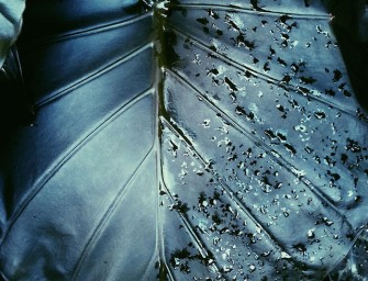 Leafy Dreams by Alishia Farnan