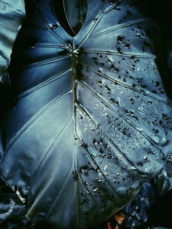 Leafy Dreams by Alishia Farnan