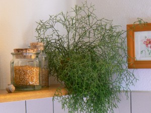 54,femme, il me faut des plantes partout