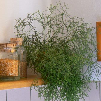 54,femme, il me faut des plantes partout