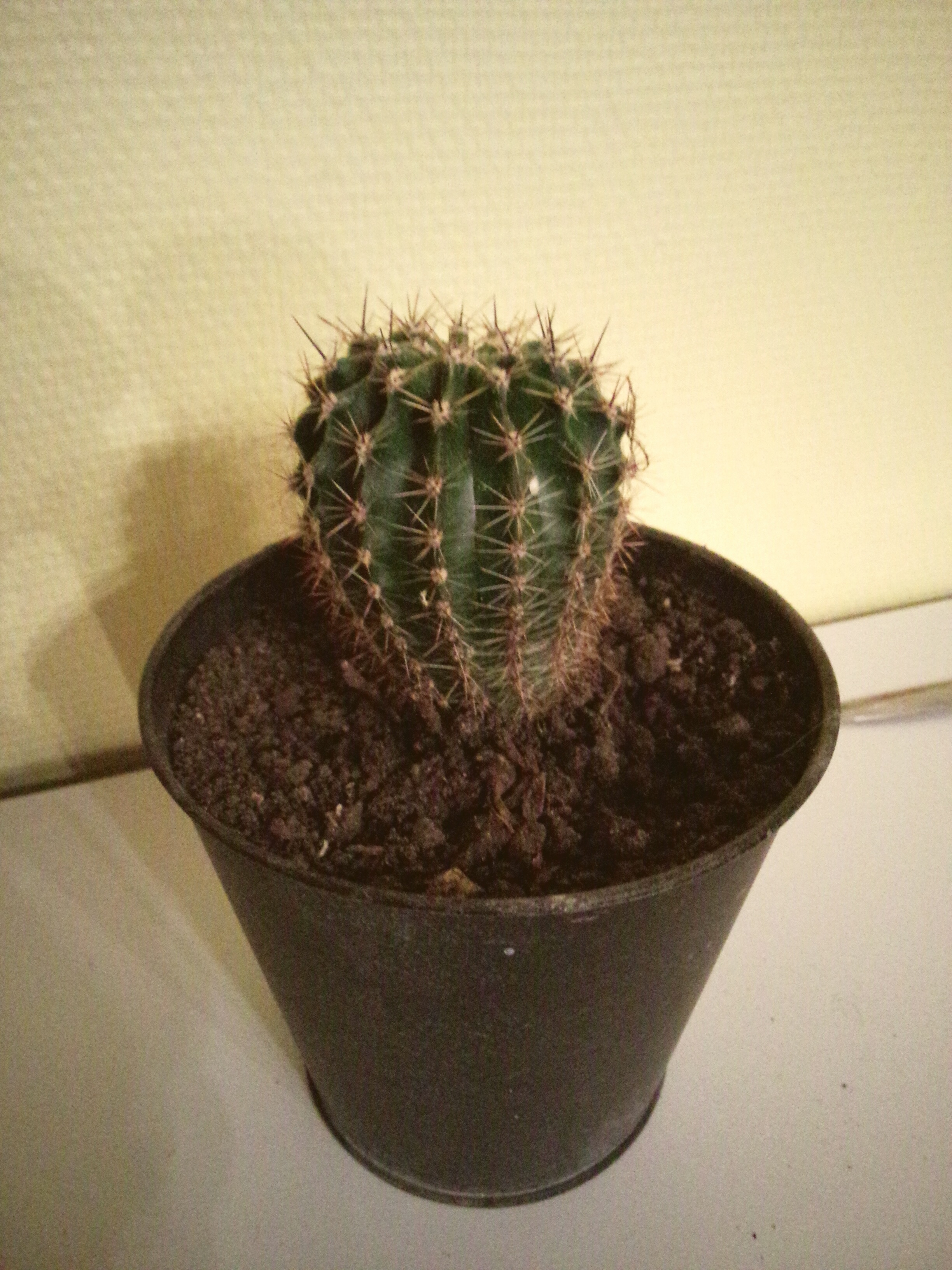 Petit actus recement planté. 22 ans - femme - illkirch