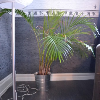 (femme, 23 ans) Plante dans le salon