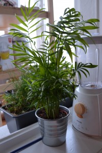 (femme, 23 ans) Plante dans la cuisine