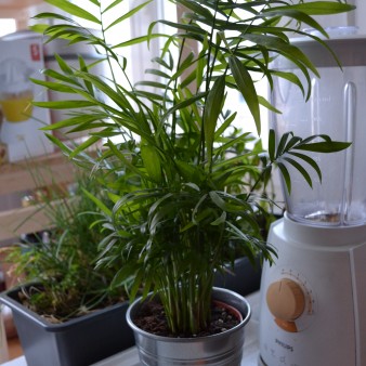 (femme, 23 ans) Plante dans la cuisine