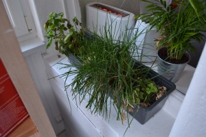 (femme, 23 ans) Plantes aromatiques en verrière.