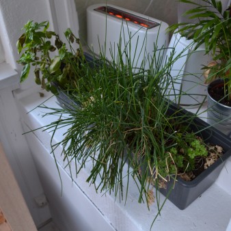 (femme, 23 ans) Plantes aromatiques en verrière.