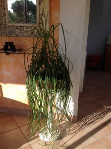 femme 63 ans. Plante placée sur la véranda