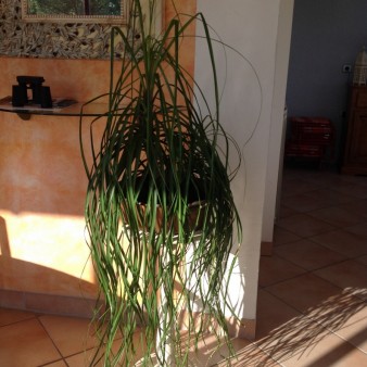 femme 63 ans. Plante placée sur la véranda