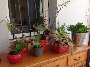 femme 63 ans. Plantes en véranda.
