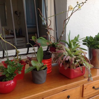 femme 63 ans. Plantes en véranda.